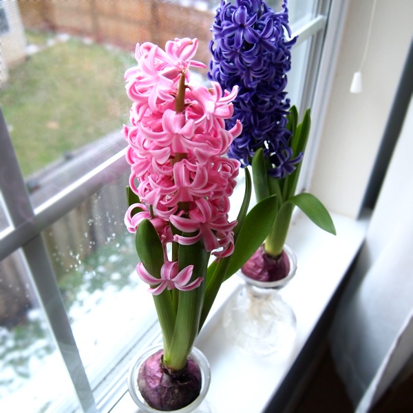 hyacinth bulbs