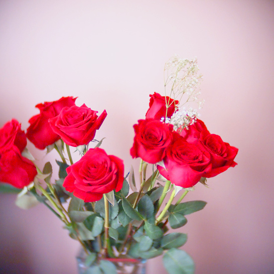 valentine roses