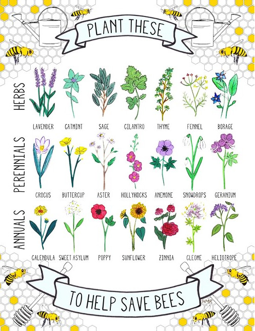 Plants bees like