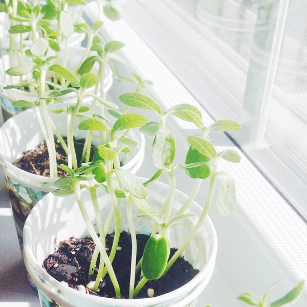 this years 2015 garden beginnings