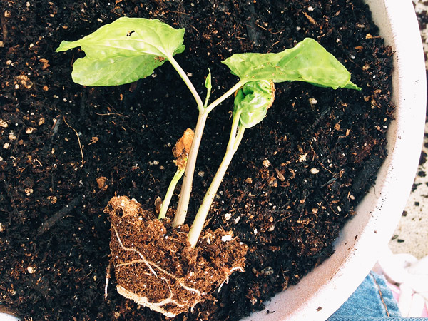 moonflower seedling