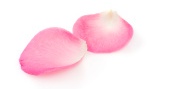 pink rose petals