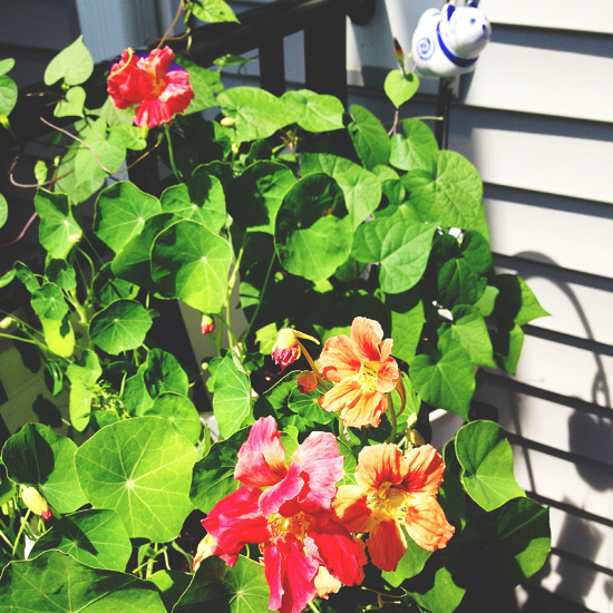 nasturtium flowers