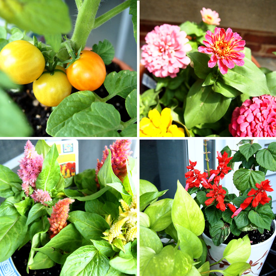 small container garden