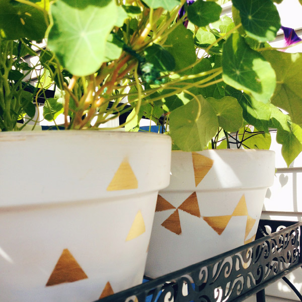 potted garden
