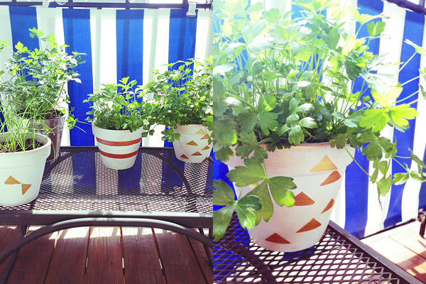 potted garden