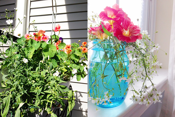potted garden