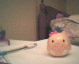 pineapple kitty