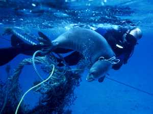 A poor Monk Seal stuck in debris, credit NOAA