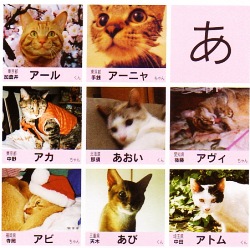 kitty!