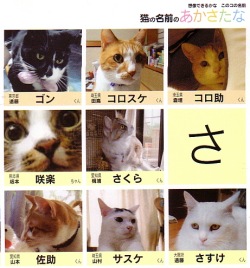 kitty!