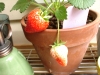 my strawberries