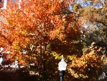 autumn is more than here