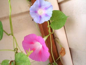my morning glories