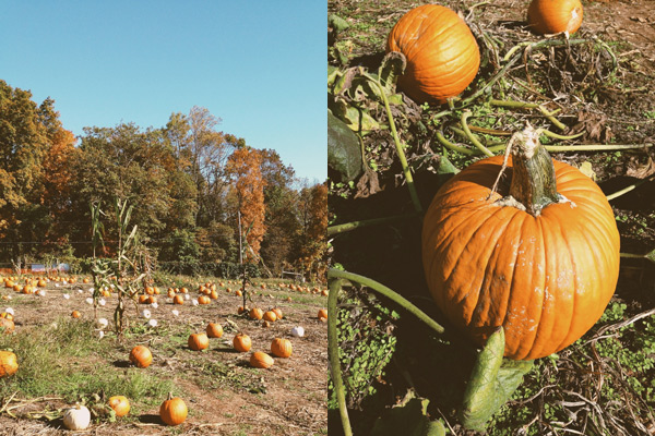 pumpkin themed weekend