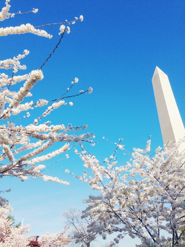 cherry blossoms in Washington DC