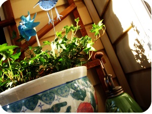 my patio garden so far