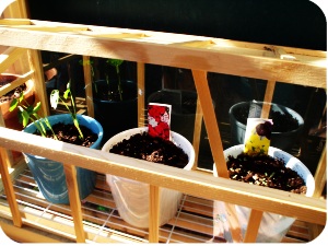 my patio garden so far