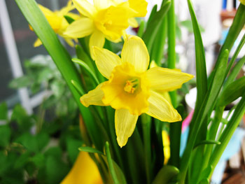 Daffodils