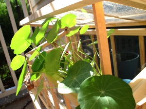 my patio garden
