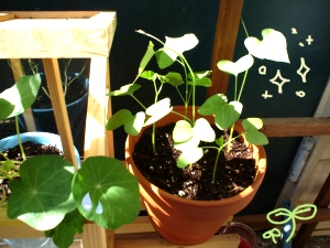 my patio garden