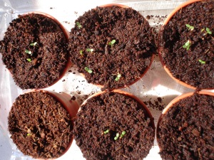 my tiny strawberry sprouts!