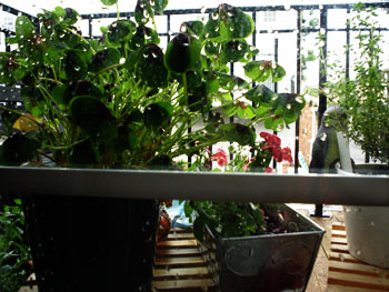 rainy windows