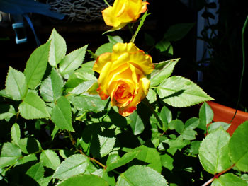 my roses