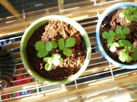 my garden