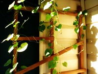 my garden
