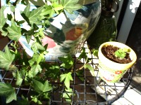 my garden