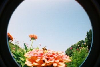 Hello bee!
