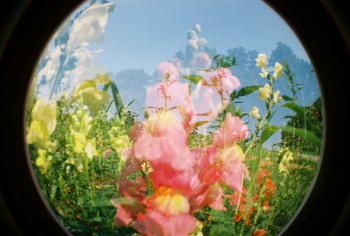 snapdragons mixed shot