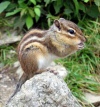 chipmunk!  Image from wikipedia.org