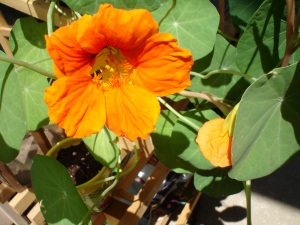 my flower