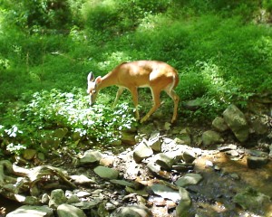 my vacation in the mountains